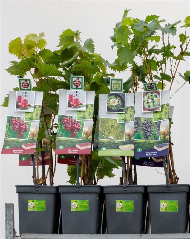 Vitis vinifera mix (Grape Mix) 65cm 18cm Pot