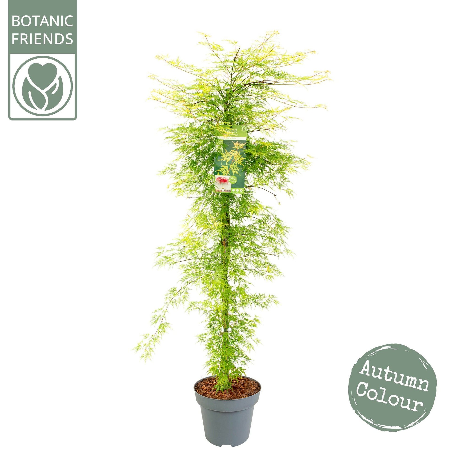 Acer palmatum 175cm 30cm Pot