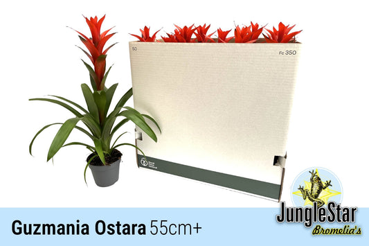 Guzmania Ostara 55cm 13cm Pot