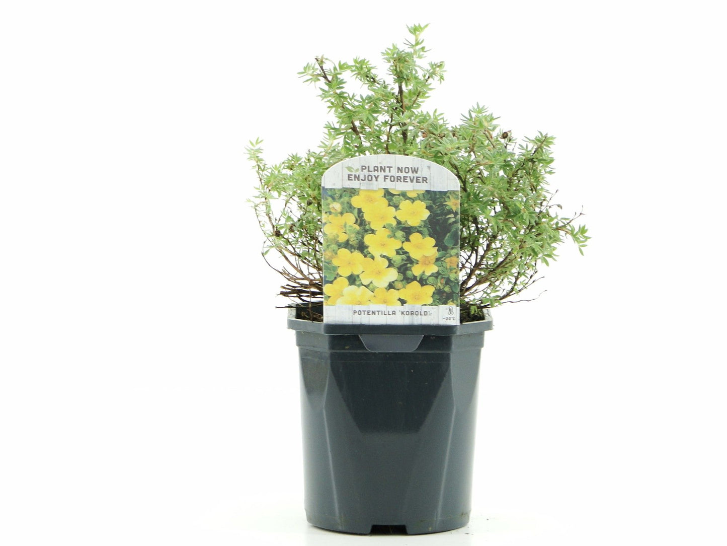 Potentilla frut. Kobold 25cm 17cm Pot