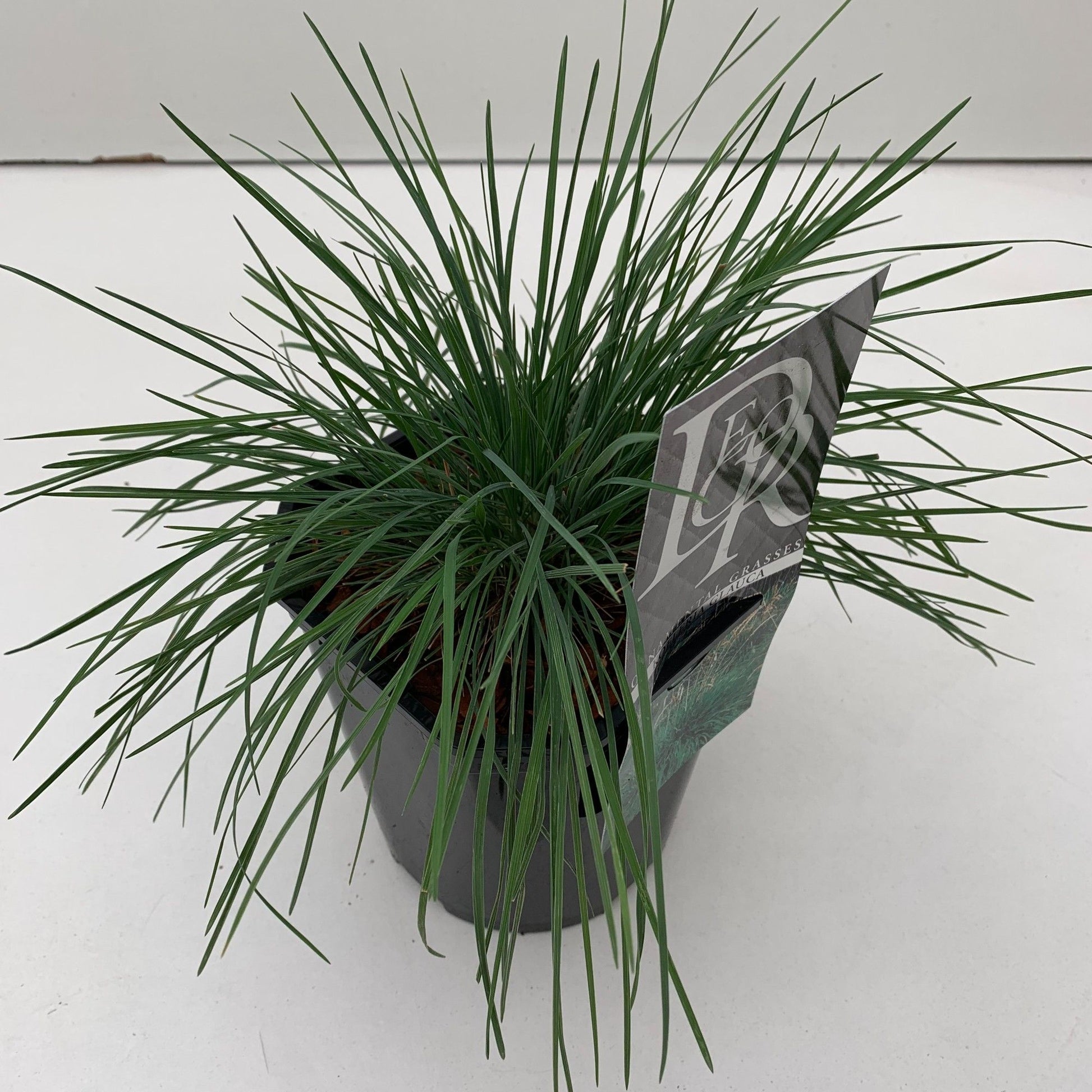 Koeleria glauca 25cm 17cm Pot