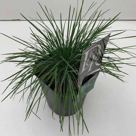 Koeleria glauca 25cm 17cm Pot