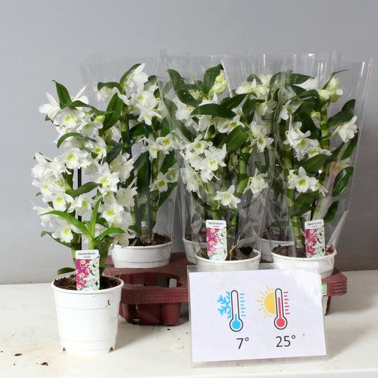 Dendrobium Apollon 40cm 12cm Pot