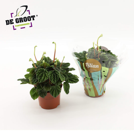 Peperomia caperata Lilian 30cm 12cm Pot