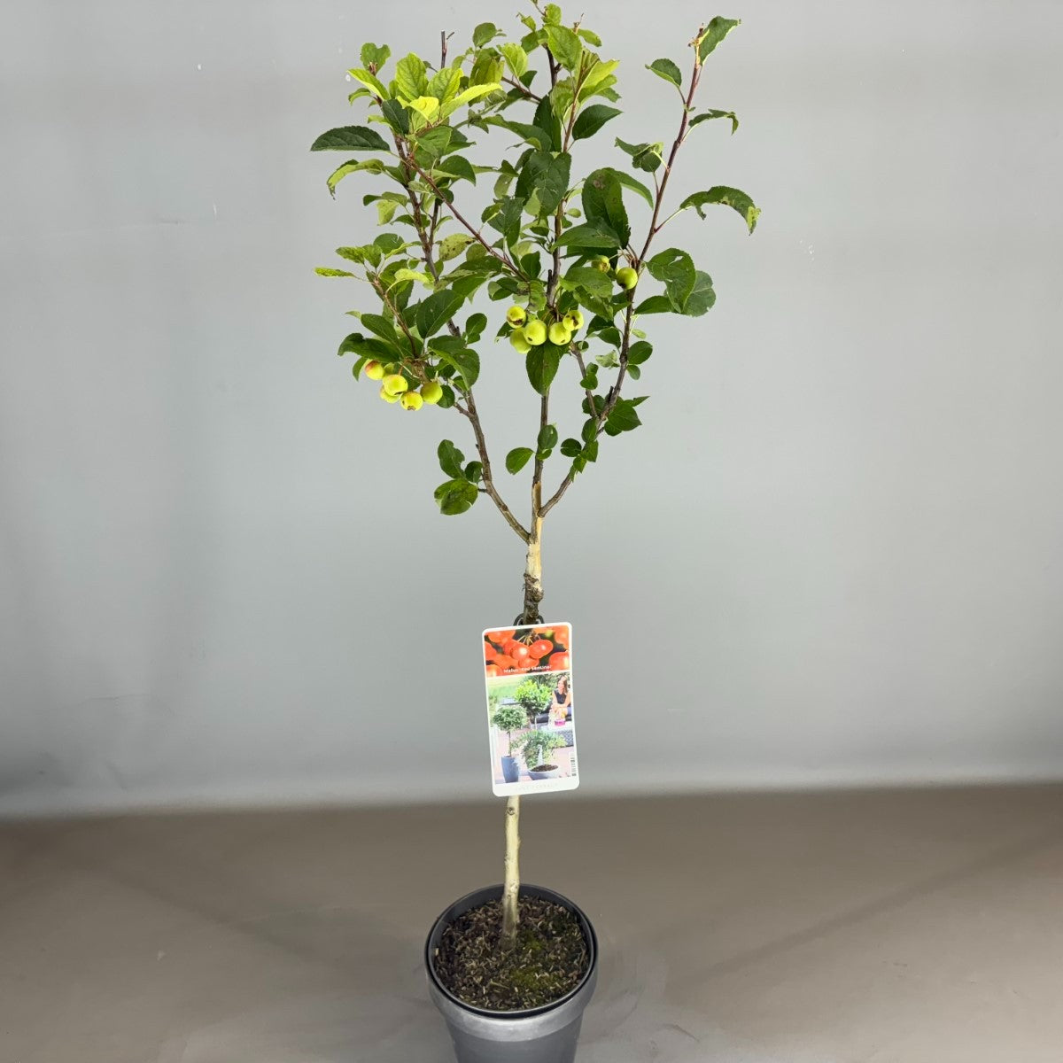Malus Red Sentinel 85cm 19cm Pot