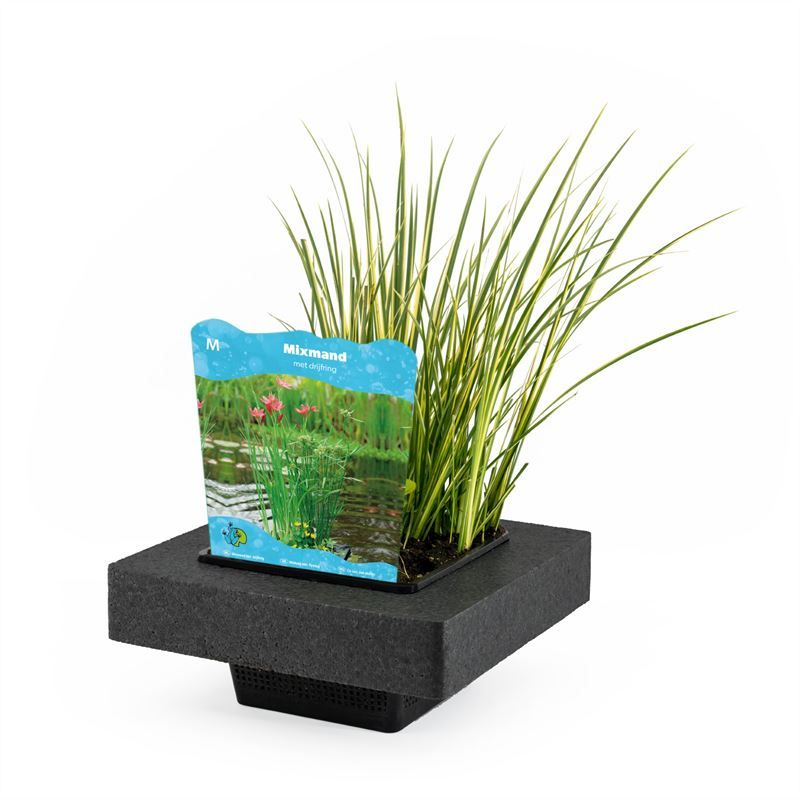 Waterplants 20cm 20cm Pot