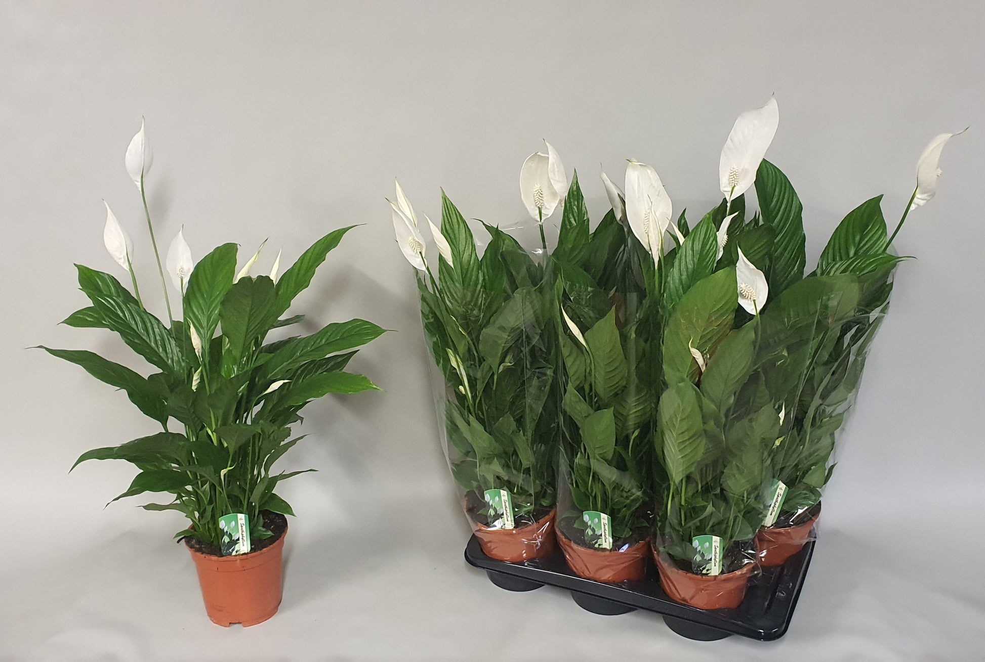 Spathiphyllum Verdi 75cm 17cm Pot
