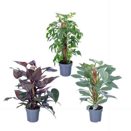 Philodendron mosspole mix 60cm 17cm Pot