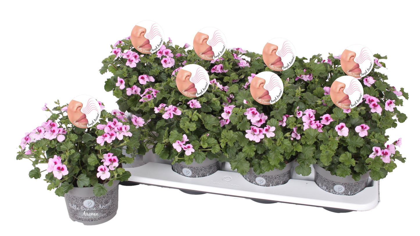 Pelarg. gr. Angel Aroma Daisy 25cm 12cm Pot