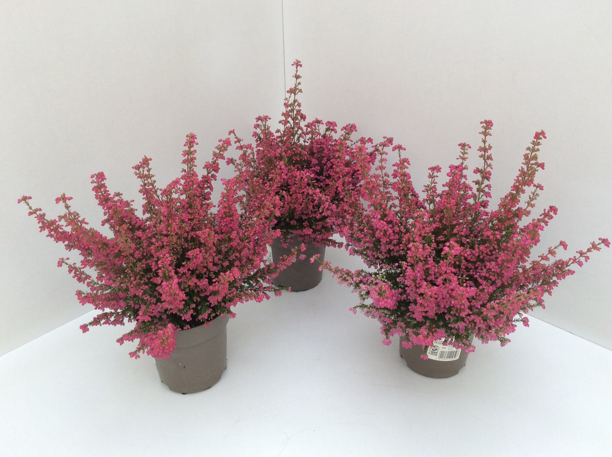 Erica gracilis 30cm 12cm Pot