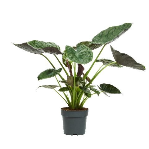 Alocasia wentii 140cm 32cm Pot