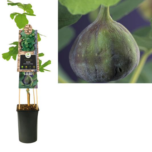 Ficus carica Brown Turkey 75cm 17cm Pot