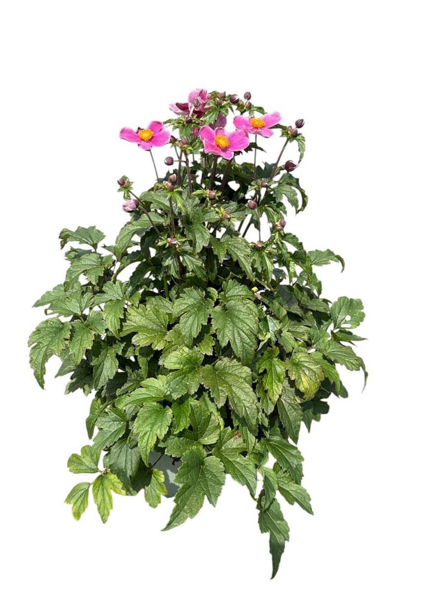 Anemone Fantasy Jasmine 50cm 19cm Pot