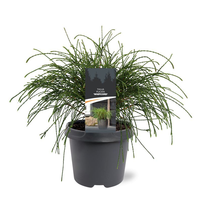 Thuja plic. Whipecord 35cm 23cm Pot