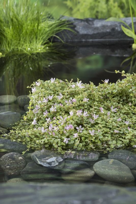 Anagalis tenella (11 x 11) 22cm 11cm Pot