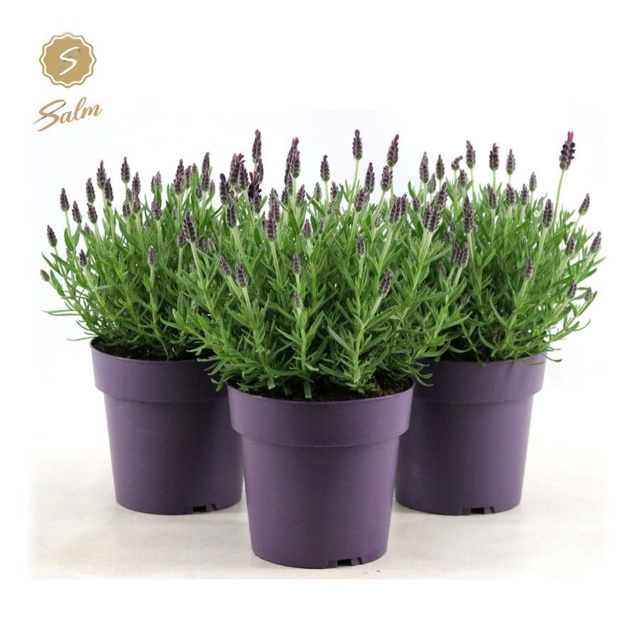Lavander stoechas Anouk 37cm 15cm Pot