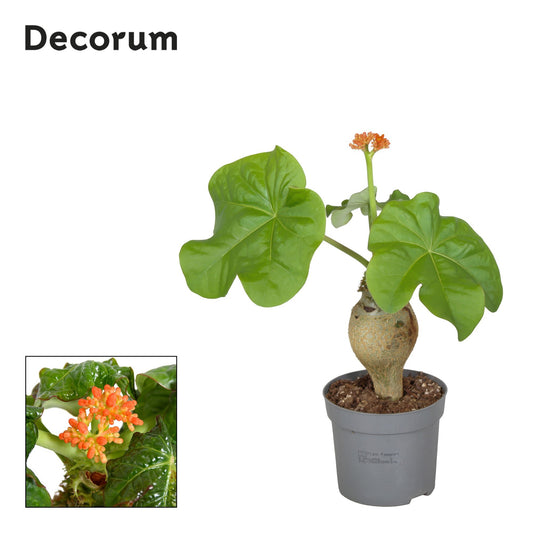Jatropha podagrica 25cm 13cm Pot