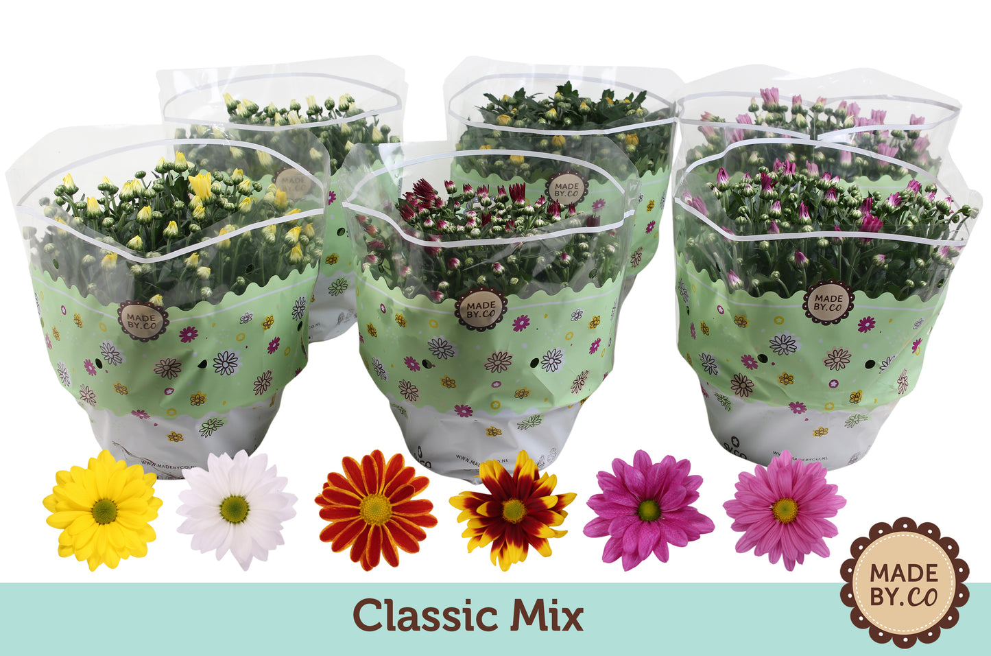 Chrysanthemum mix 27cm 23cm Pot