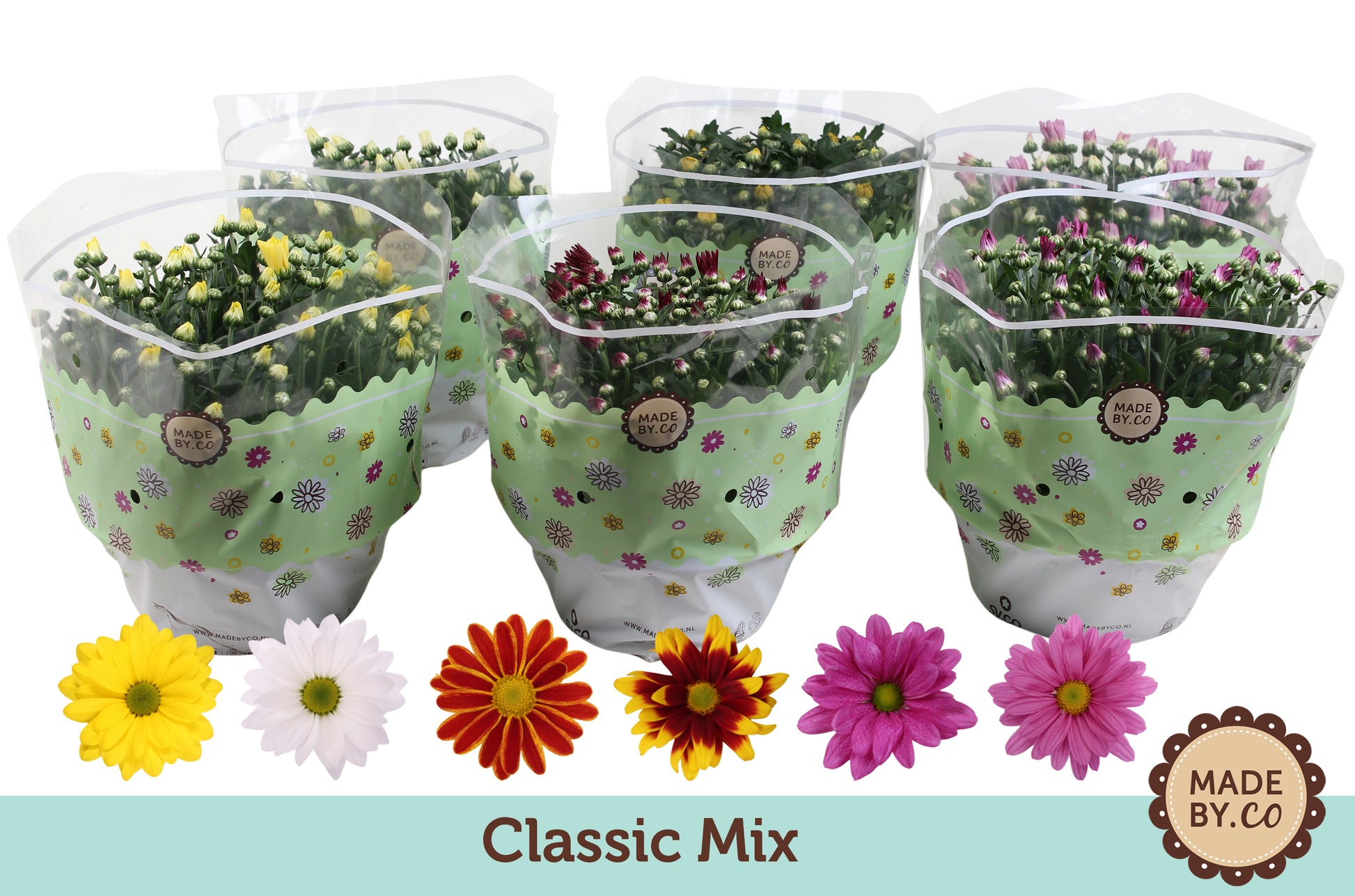 Chrysanthemum mix 27cm 23cm Pot