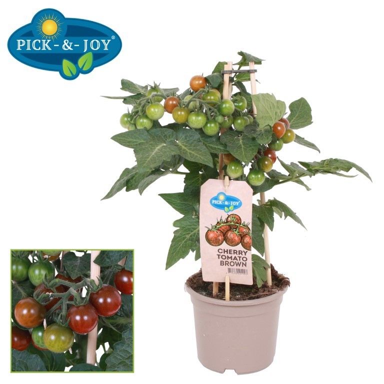 PICK&JOY Cherry Tomato brown 35cm 14cm Pot