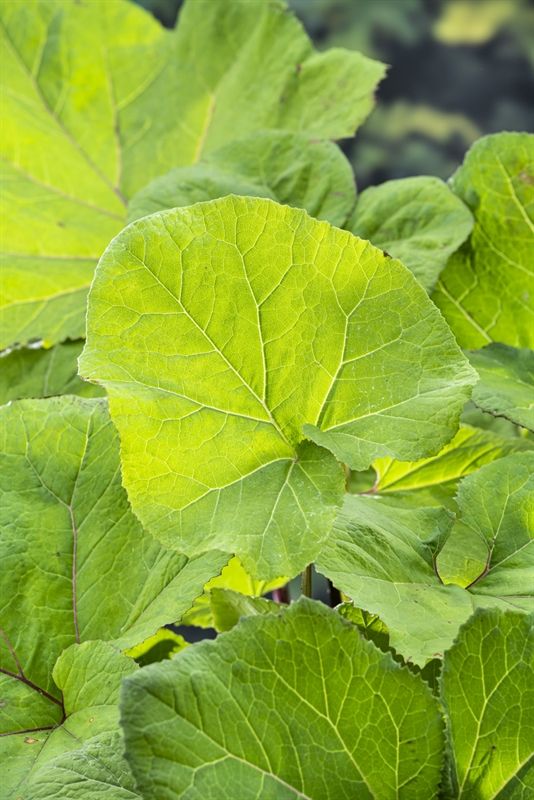 Petasites hybridus 30cm 18cm Pot