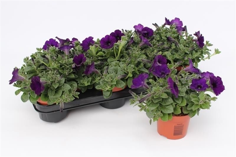 Petunia Dark Blue 15cm 510cm Pot