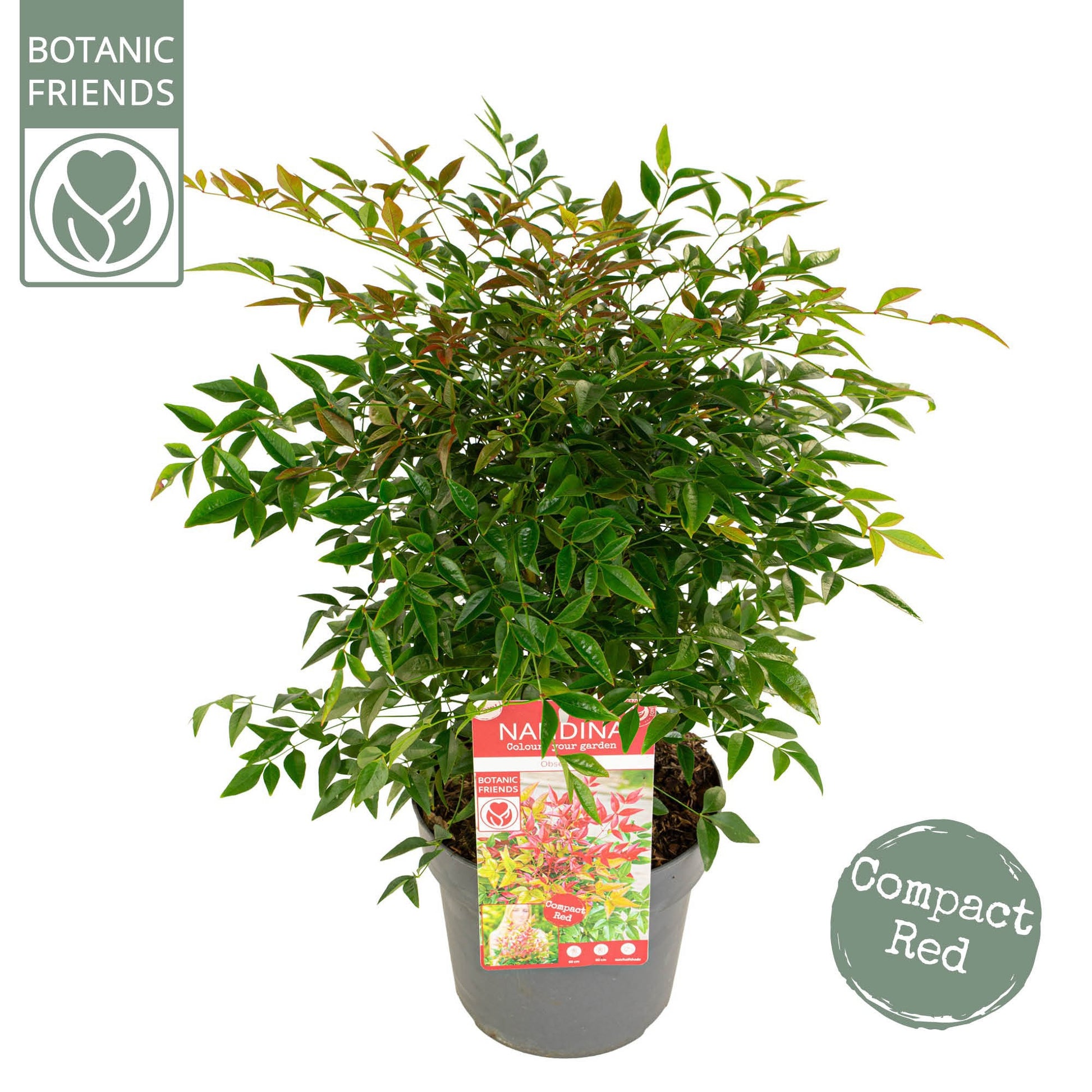 Nandina domestica Obsessed 45cm 19cm Pot