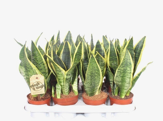 Sansevieria Futura Superba 30cm 9cm Pot