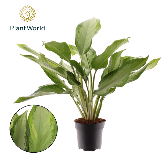 Aglaonema Cleopatra 65cm 17cm Pot