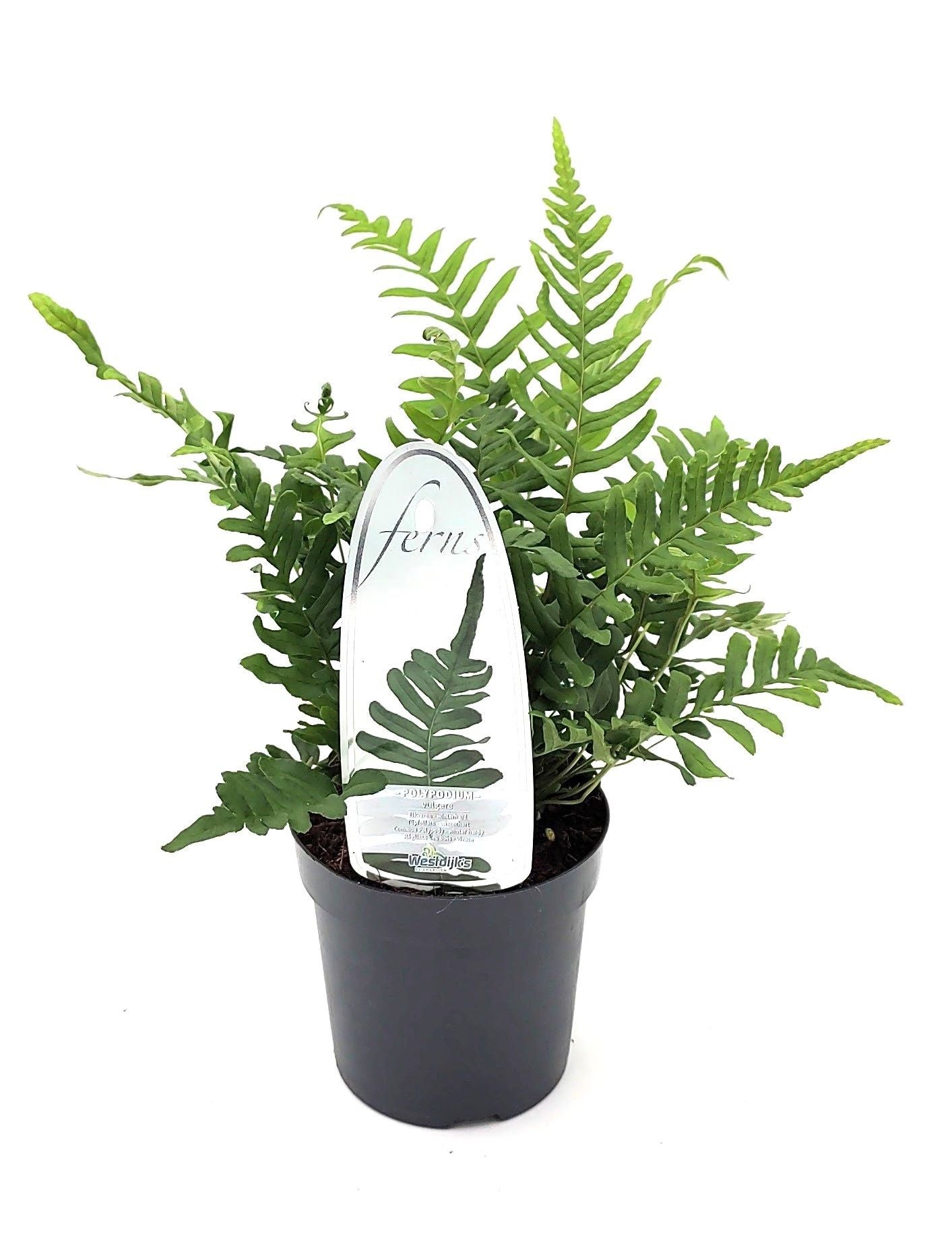 Polypodium vulgare 15cm 11cm Pot