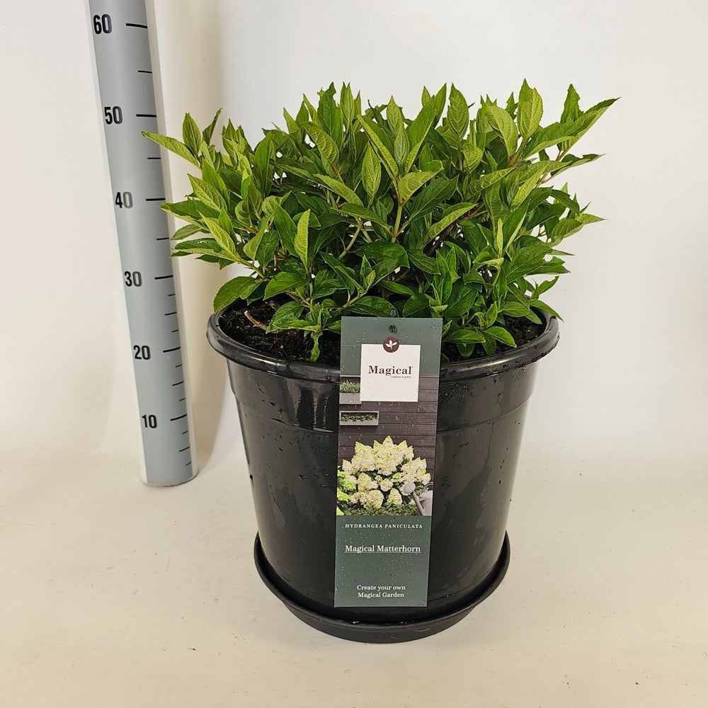 Hydrangea paniculata 85cm 38cm Pot
