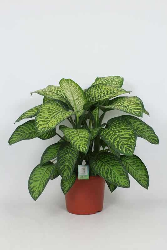 Dieffenbachia Tropic Jewel 100cm 35cm Pot