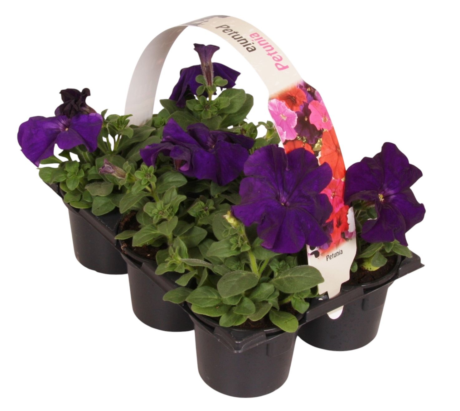 Petunia blue 15cm 9cm Pot