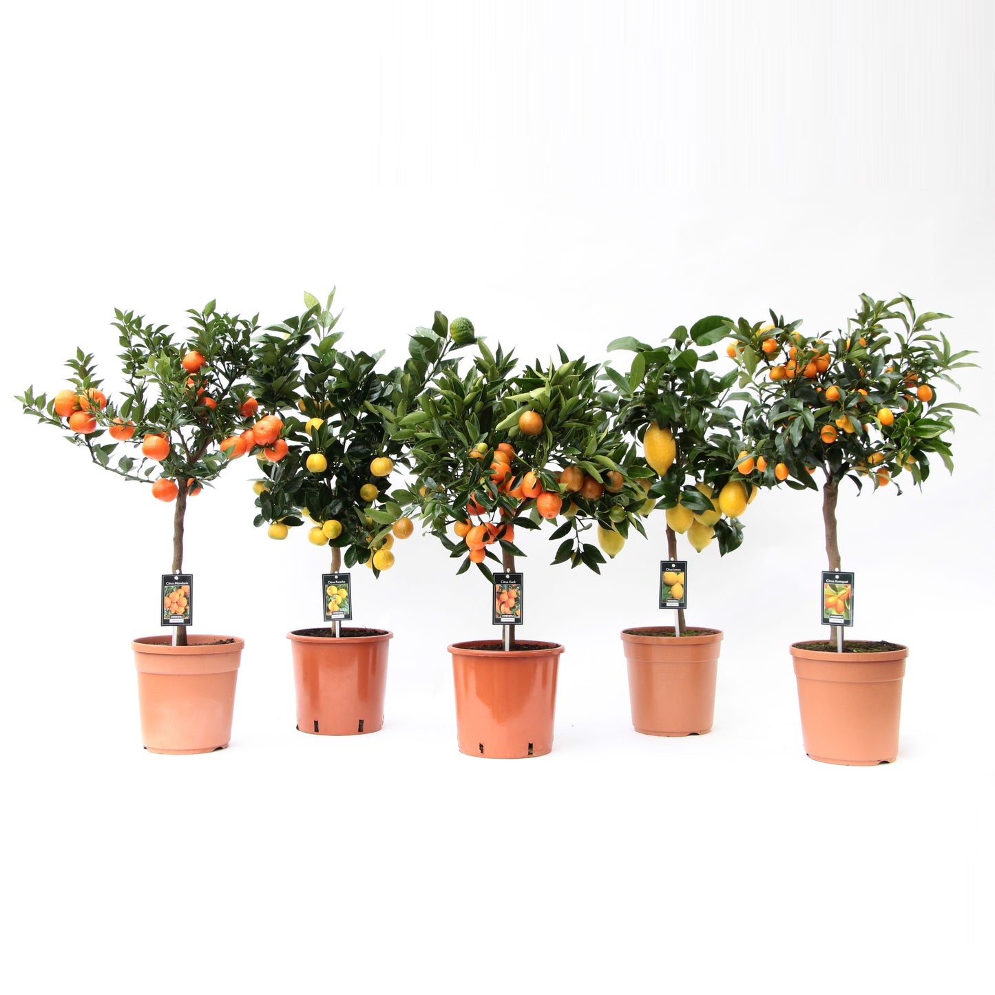 Citrus microcarpa 85cm 22cm Pot