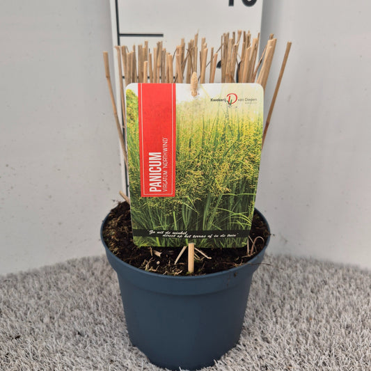 Panicum virgatum 30cm 19cm Pot