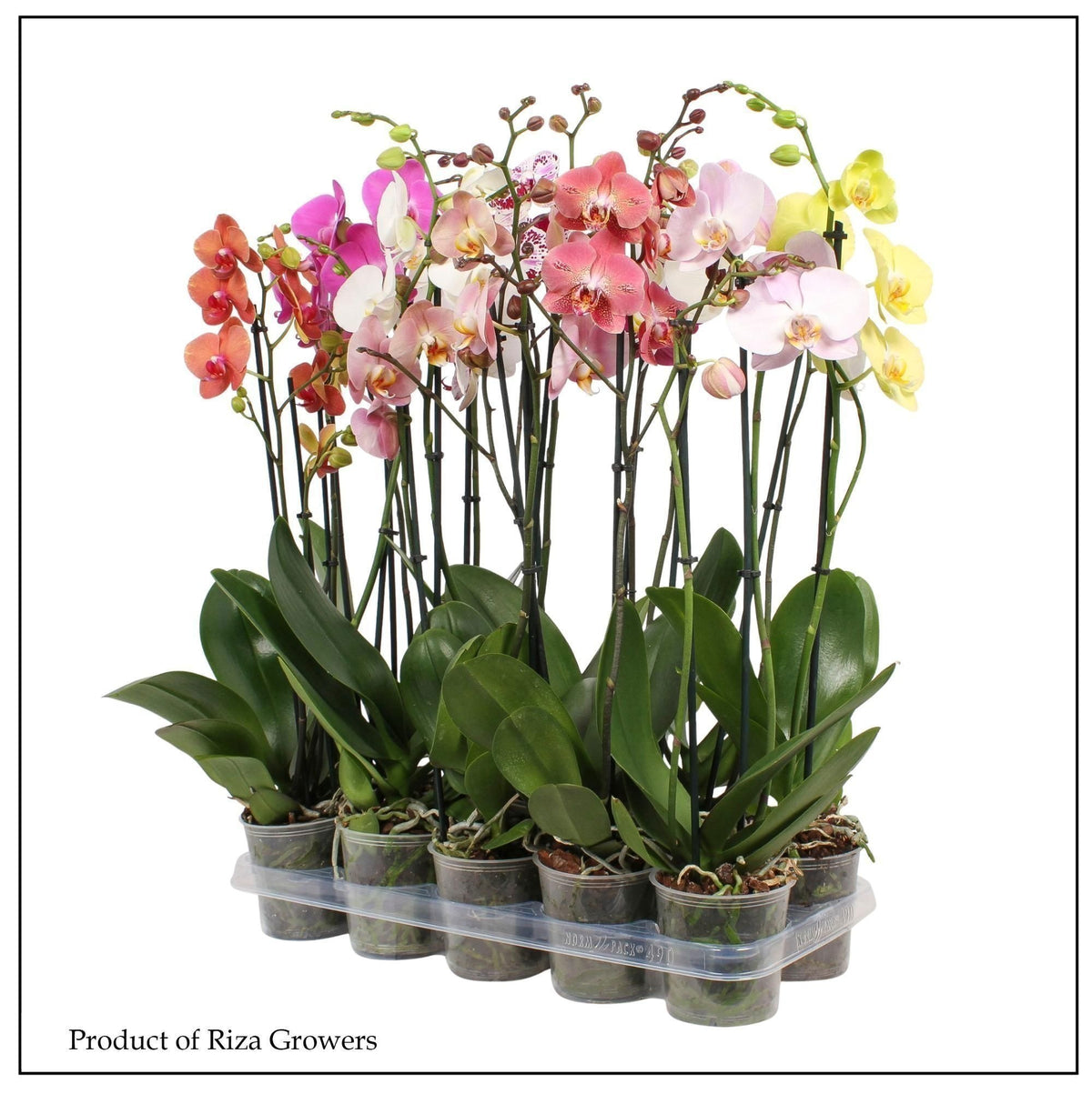 Phalaenopsis mix 60cm 12cm Pot