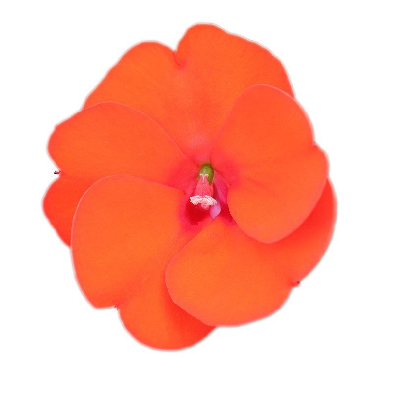 Impatiens Sunpatiens Orange 35cm 17cm Pot