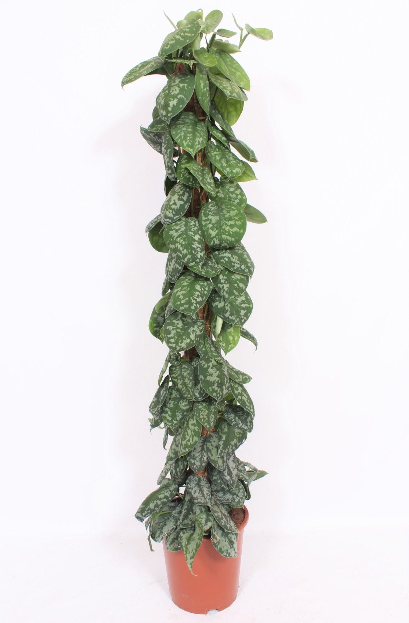 Scindapsus pic. Trebie mosspole 150cm 27cm Pot