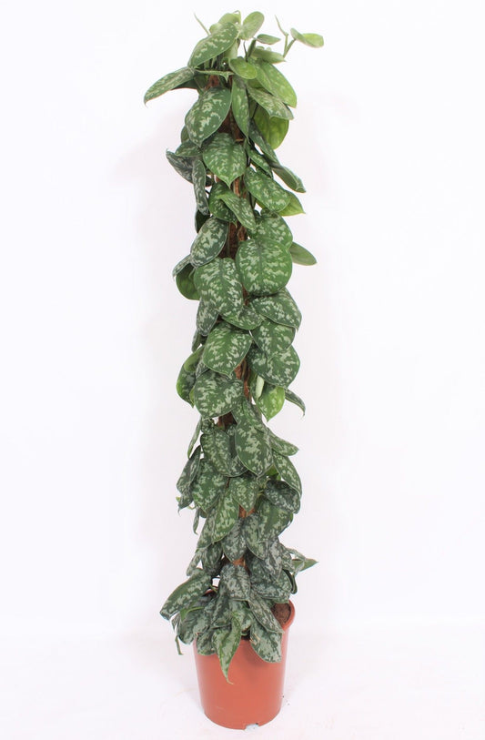 Scindapsus pic. Trebie mosspole 150cm 27cm Pot