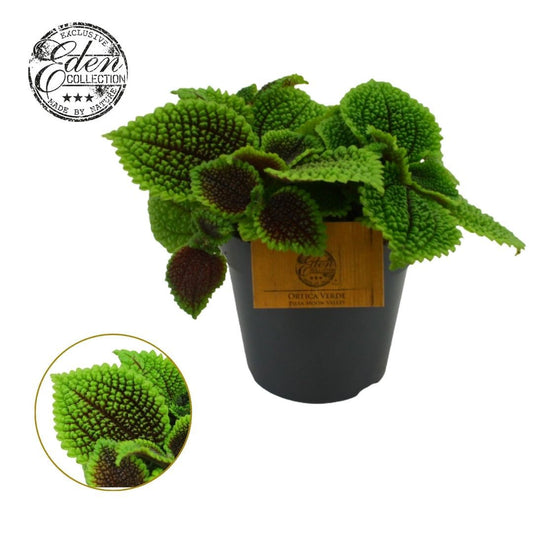 Pilea Moon Valley 20cm 12cm Pot