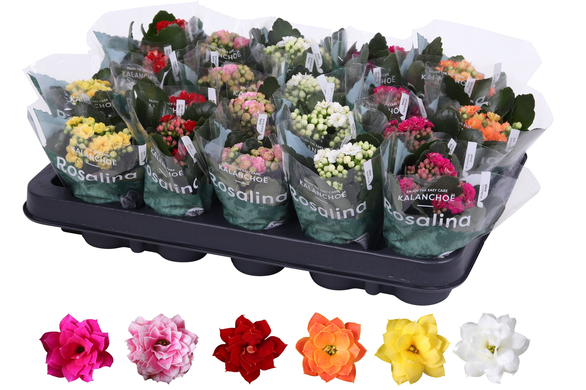 Kalanchoe Rosalina mix 12cm 6cm Pot
