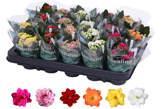 Kalanchoe Rosalina mix 12cm 6cm Pot