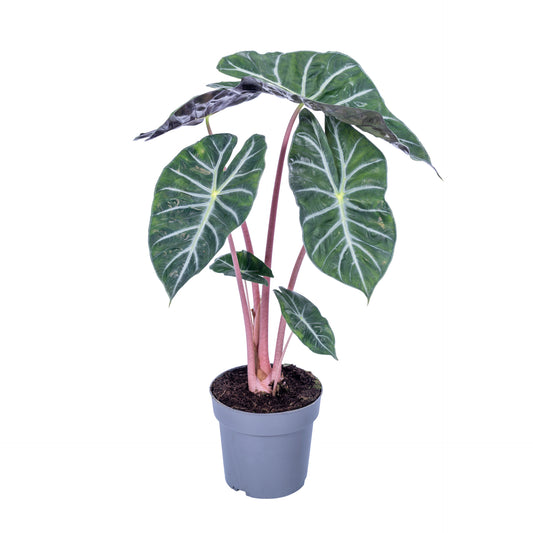 Alocasia Pink Dragon 65cm 17cm Pot