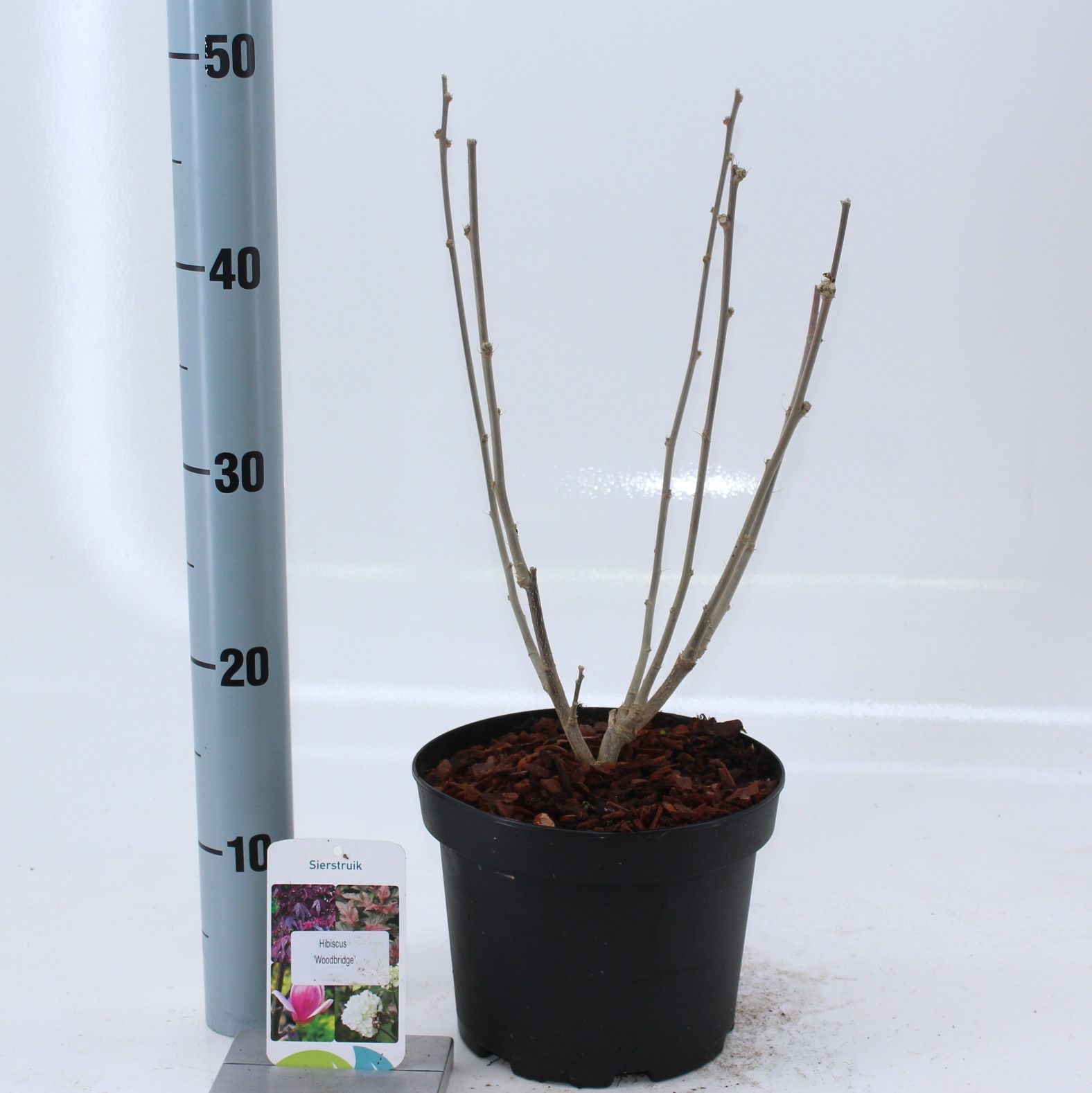 Hibiscus syr. Woodbridge 50cm 19cm Pot