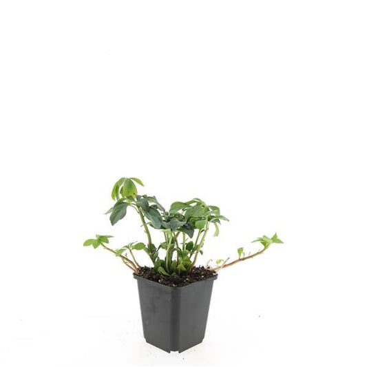 Pachysandra term. Green Sheen 15cm 9cm Pot
