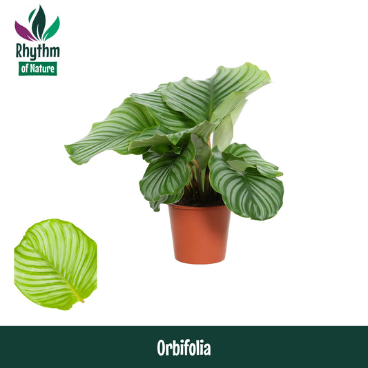 Calathea Orbifolia 45cm 14cm Pot