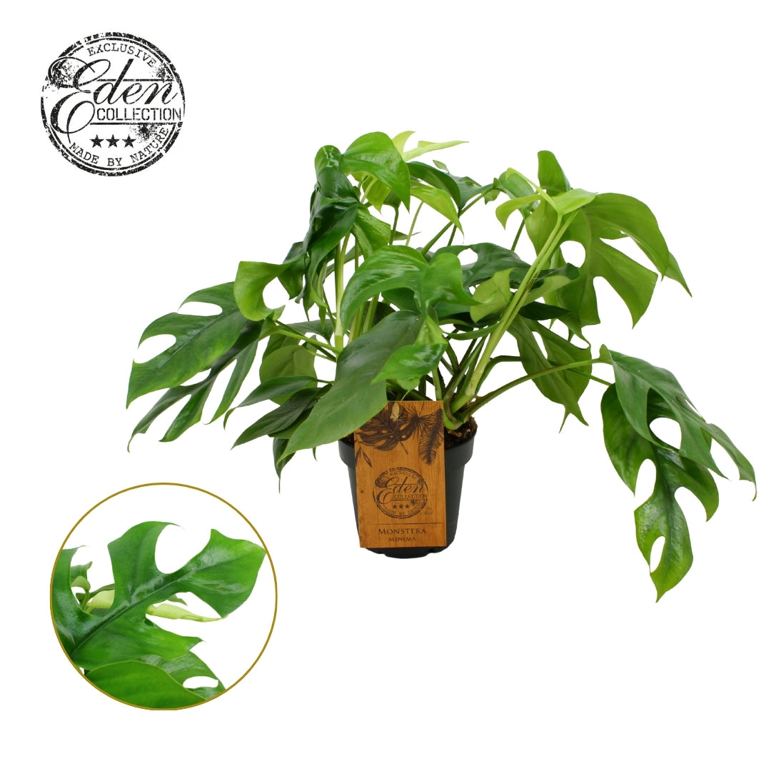Monstera minima 30cm 12cm Pot