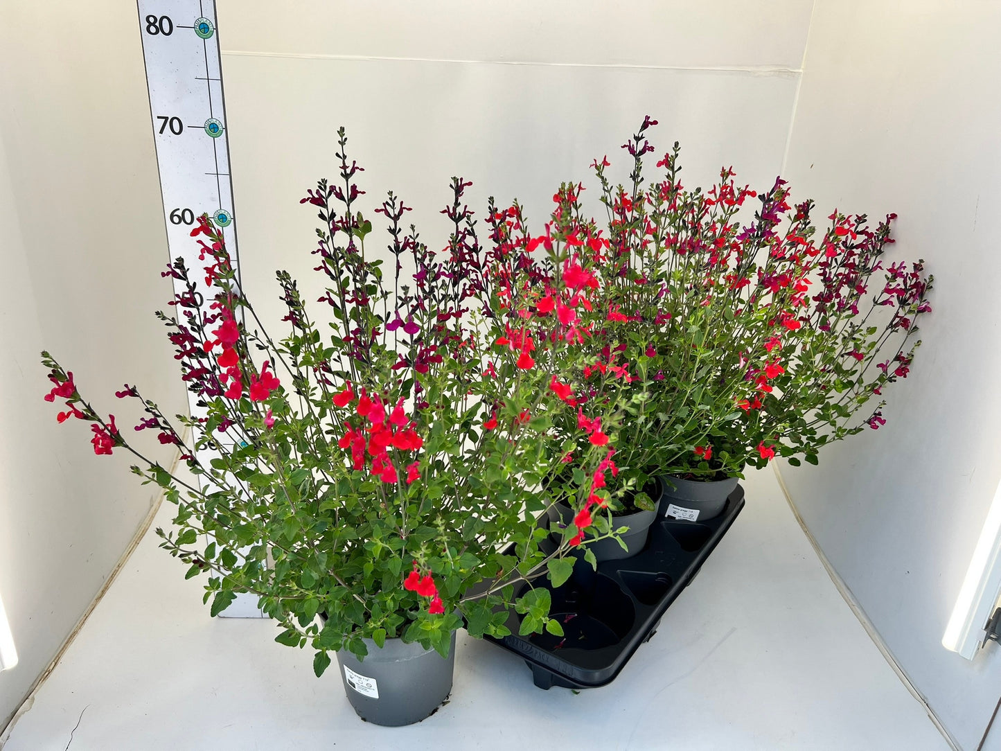 Salvia gre. Mirage Hot Pink 70cm 19cm Pot