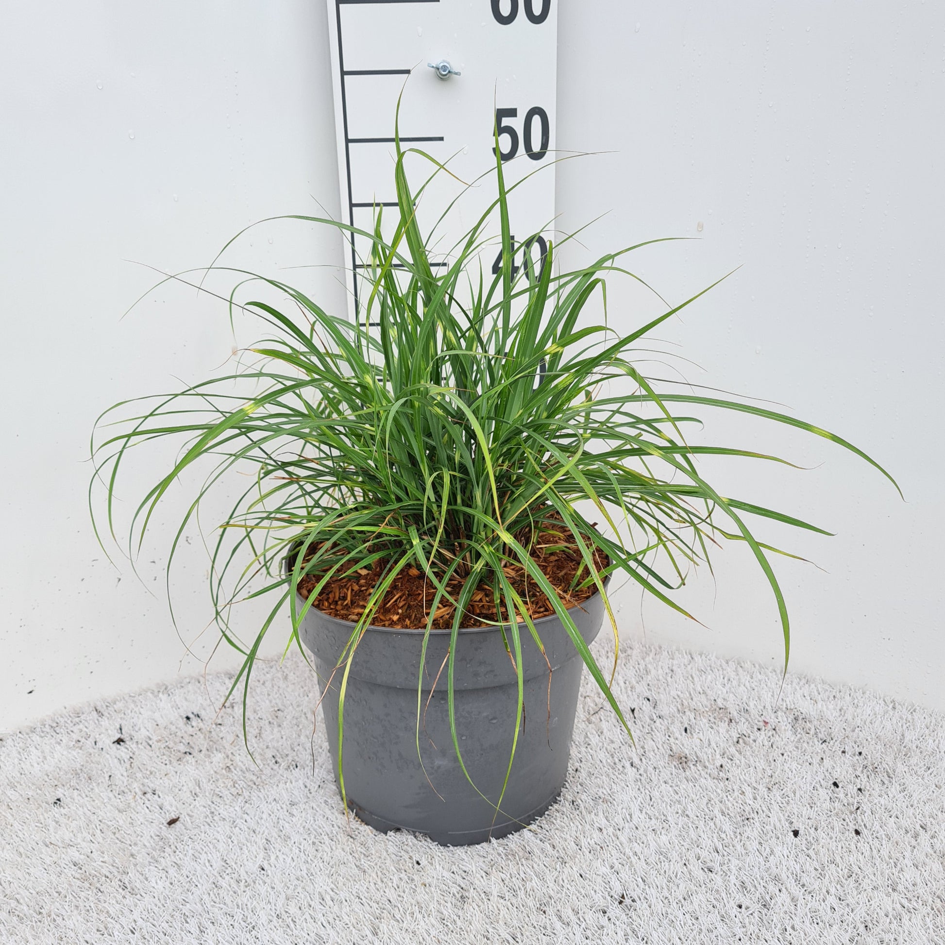 Miscanthus sin. Strictus 40cm 26cm Pot