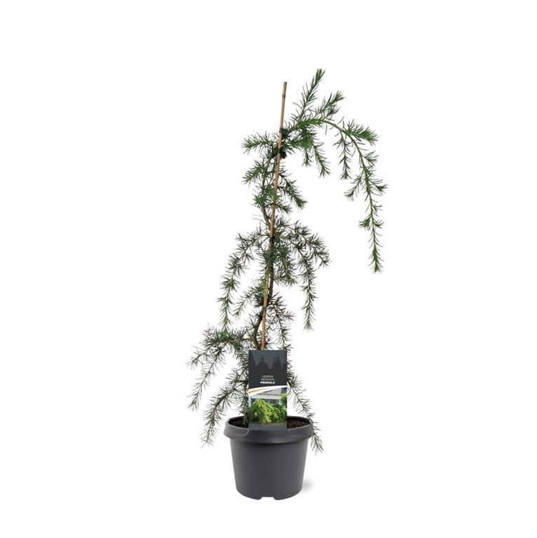 Cedrus deo. Pendula 65cm 19cm Pot